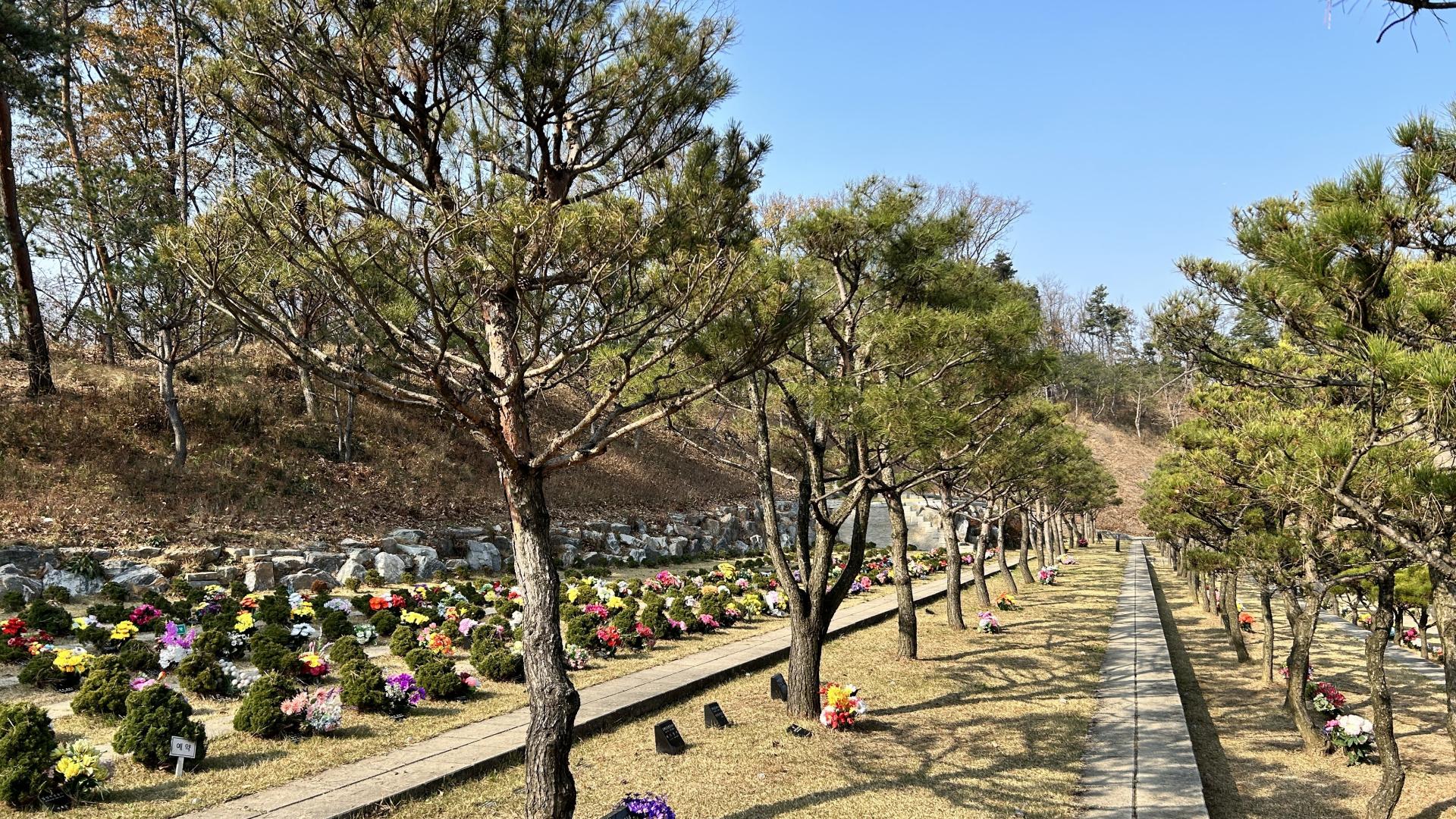 소나무 아래 추모목마다 색색의 꽃이 놓인 야외 수목장 산책로