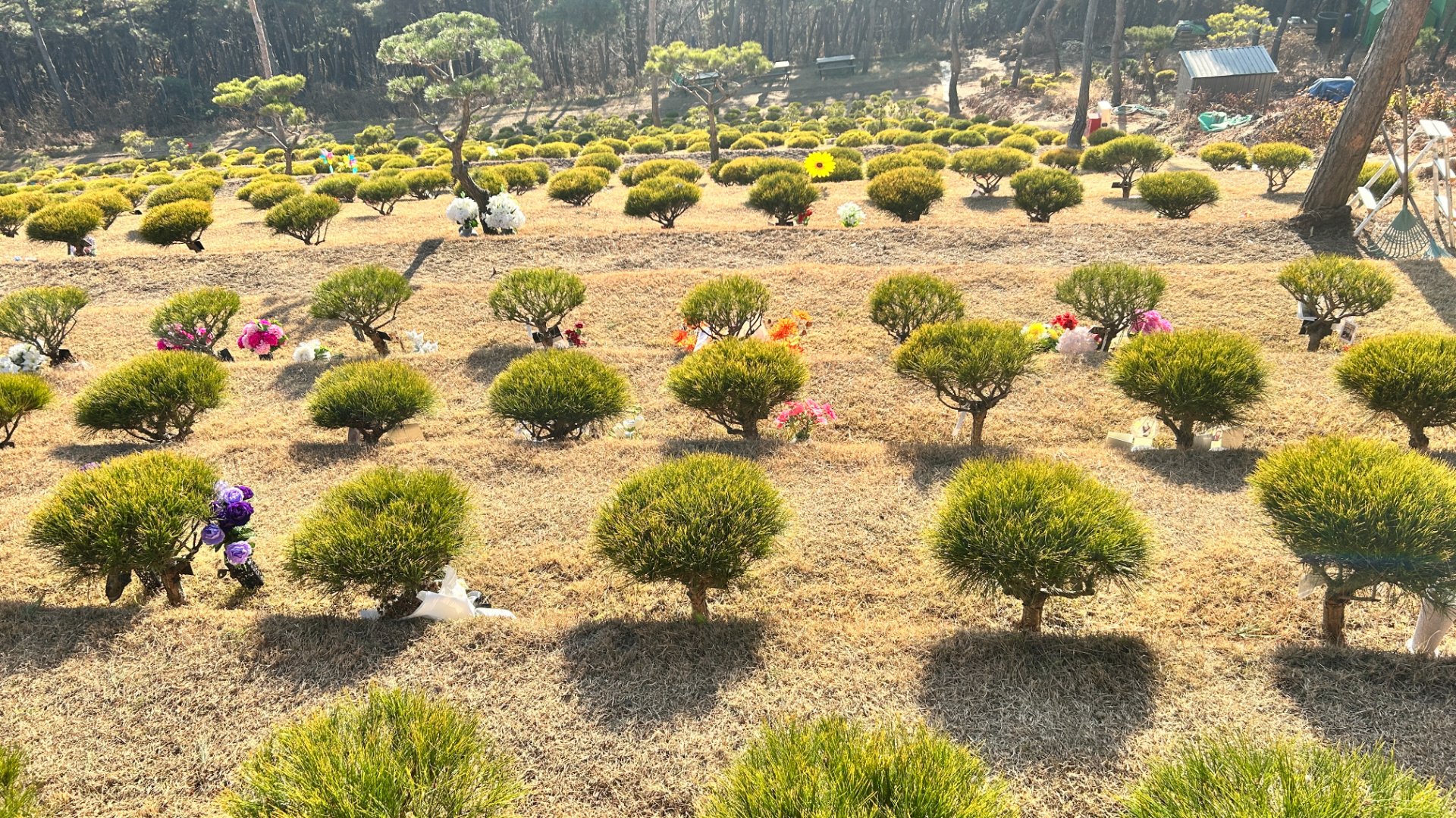 화성 장안 수목장 추모목 상세 모습