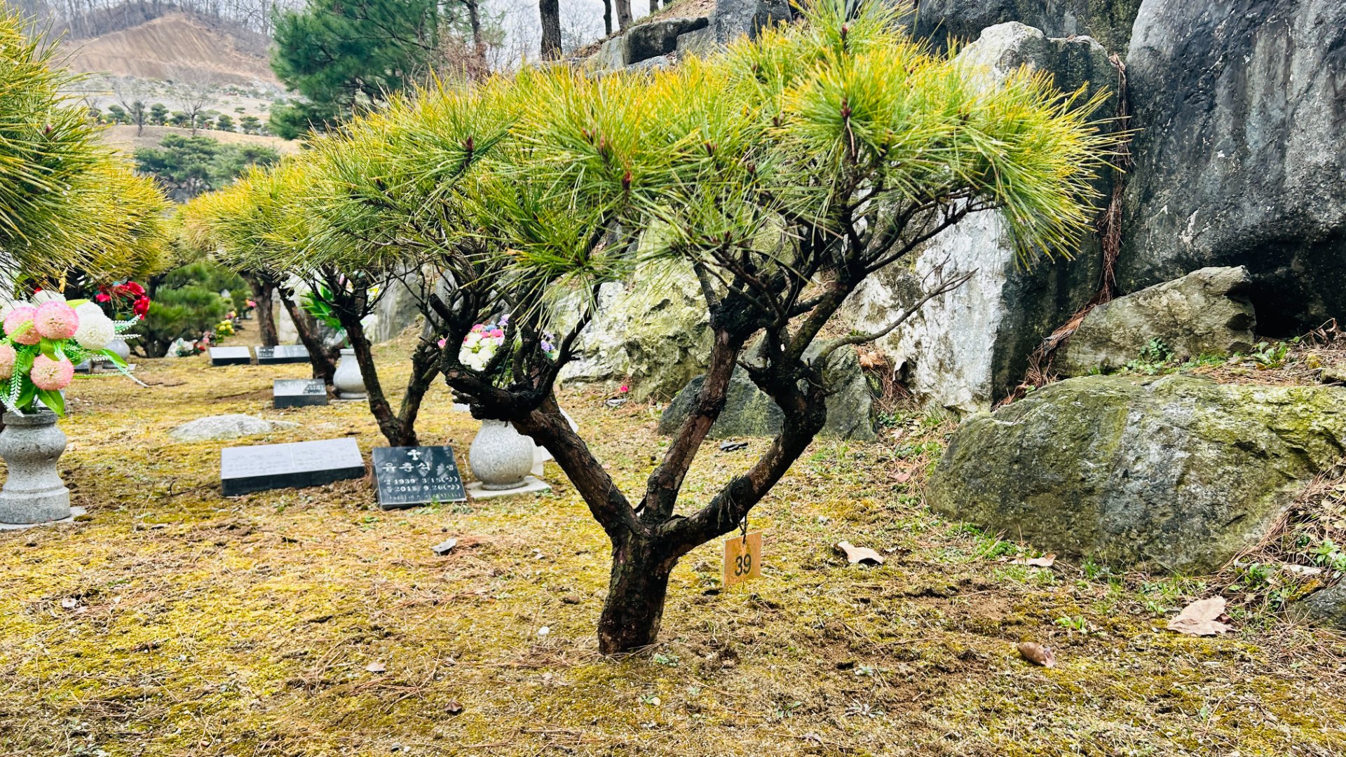 양평 사찰 수목장 추모목 상세 모습